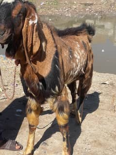 Desi Betal Qurbani Bakra Breeder Bakra For Sale 6 dant