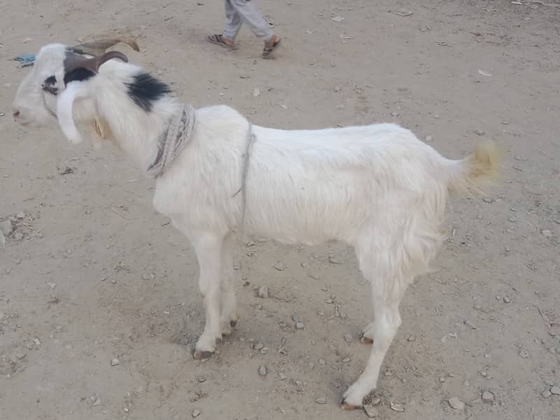 White Khassi bakra 0