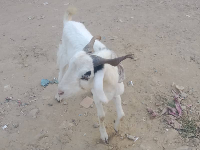 White Khassi bakra 1