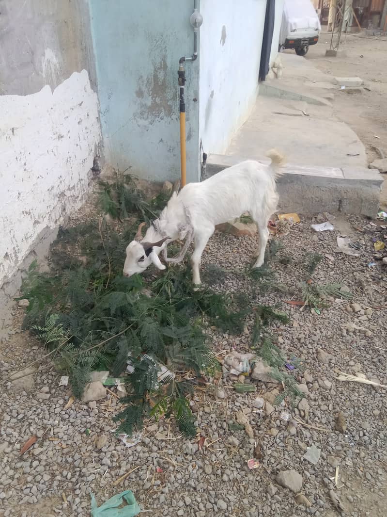 White Khassi bakra 2