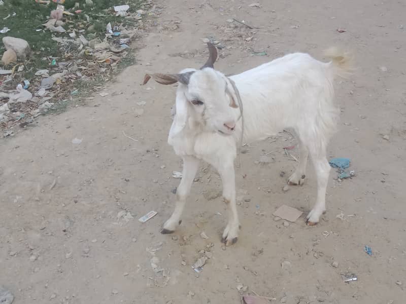 White Khassi bakra 3