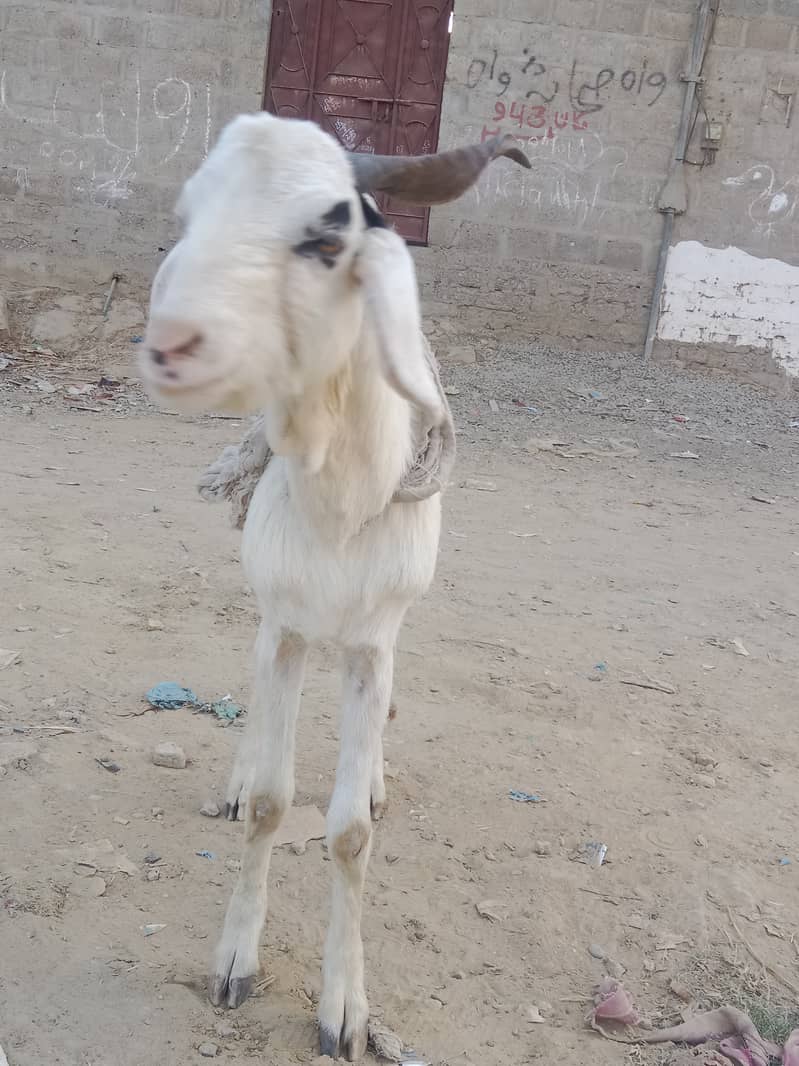 White Khassi bakra 4