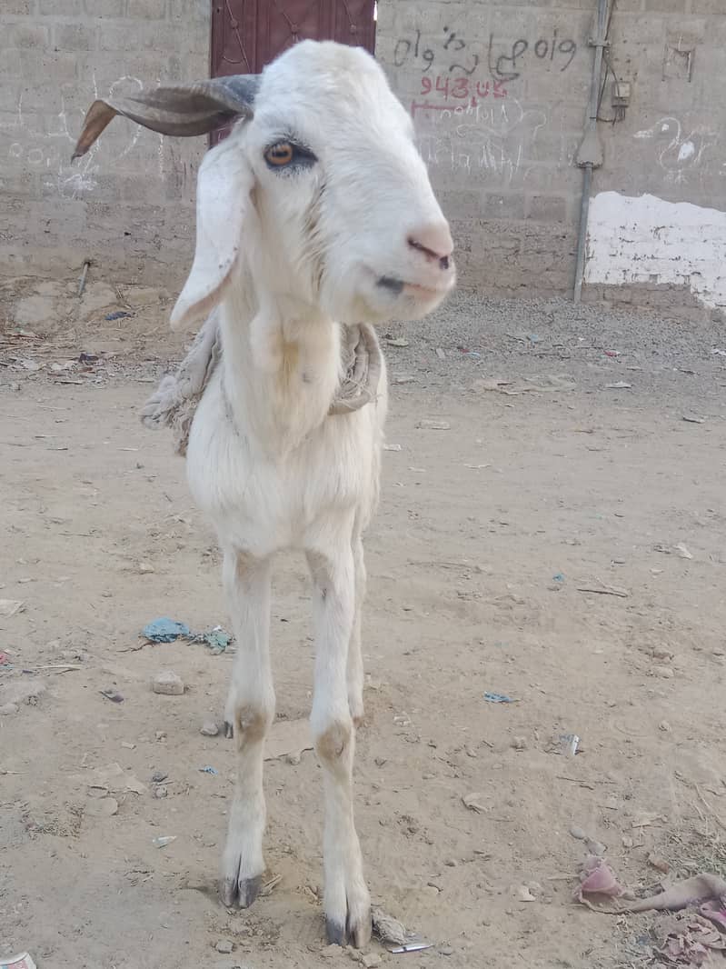 White Khassi bakra 6