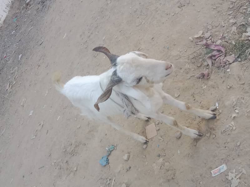 White Khassi bakra 7