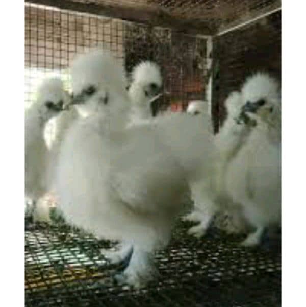 chicks egg breed repair 2