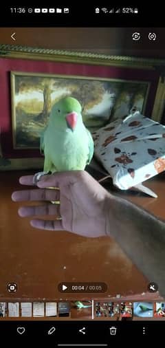 Parrot tame parrot breeder female