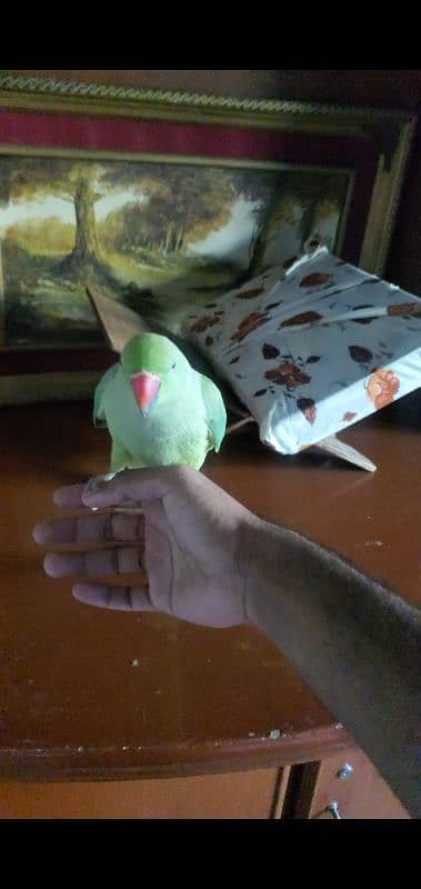 Parrot tame parrot breeder female 1