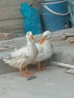 White Duck Pair