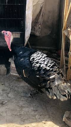 Turkey bird Pair for sale