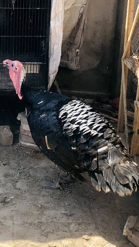 Turkey bird Pair for sale 0