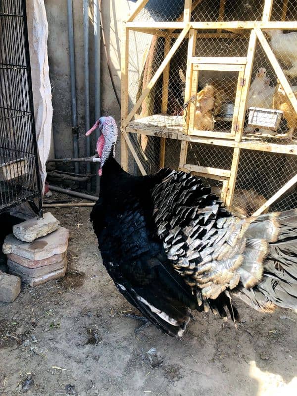 Turkey bird Pair for sale 1