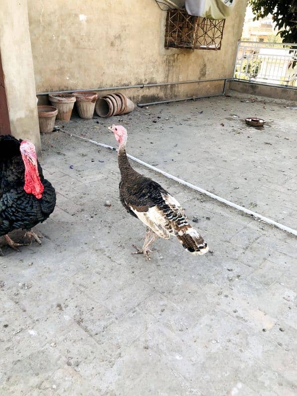 Turkey bird Pair for sale 2