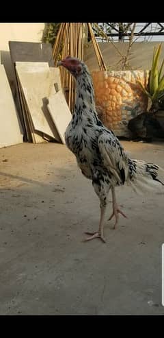 Aseel Cheena / Aseel Lakha / Mushka Breeder For Sale