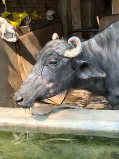 buffallo for sale