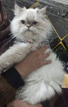 5 years age Persian female Punch face