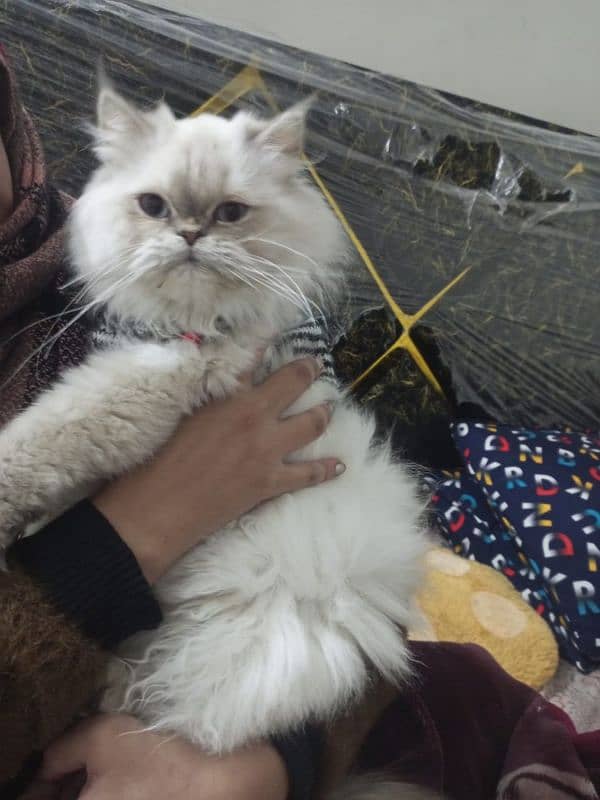 5 years age Persian female Punch face 1