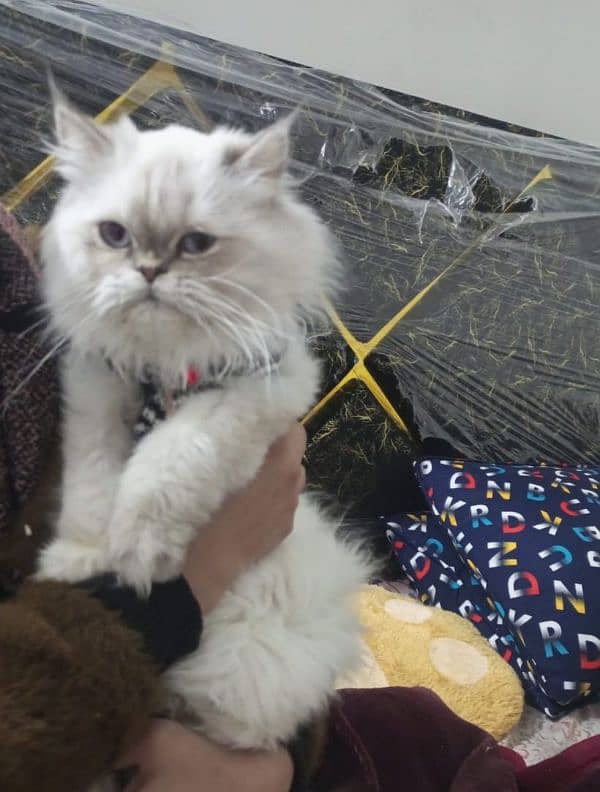 5 years age Persian female Punch face 2