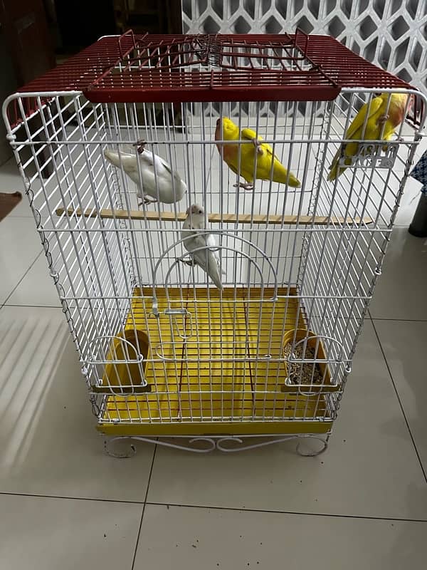 cage for sale 1