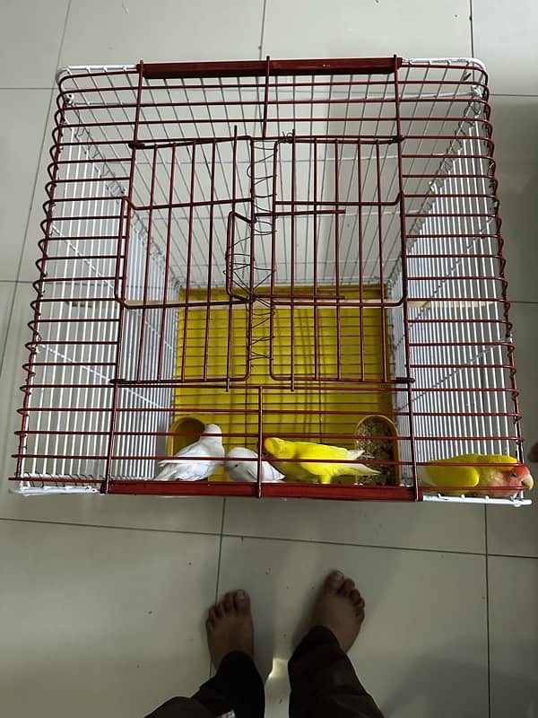 cage for sale 3