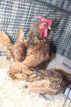 golden sebright molted bantem silkie breeder  available