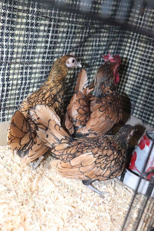 golden sebright molted bantem silkie breeder  available 1