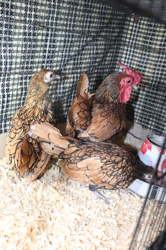 golden sebright molted bantem silkie breeder  available 2