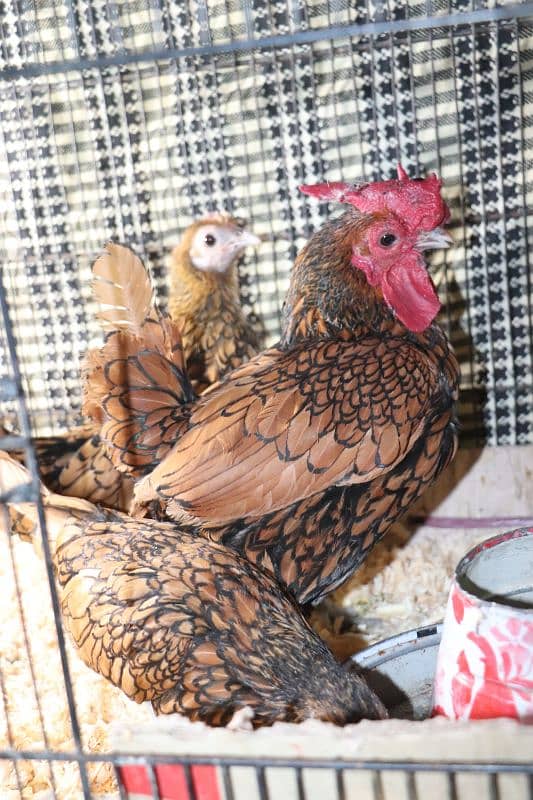 golden sebright molted bantem silkie breeder  available 3