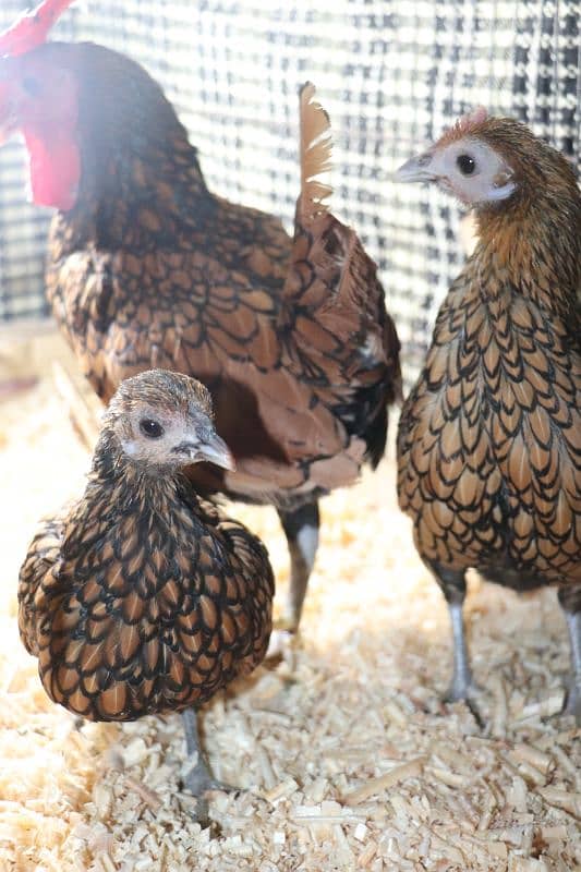 golden sebright molted bantem silkie breeder  available 4