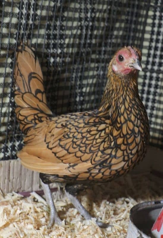 golden sebright molted bantem silkie breeder  available 5