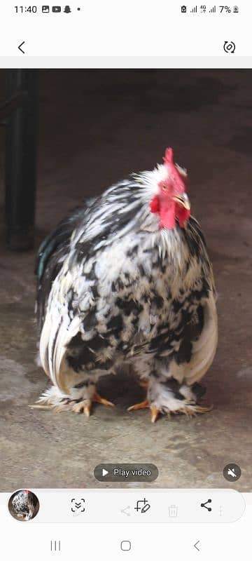 golden sebright molted bantem silkie breeder  available 8