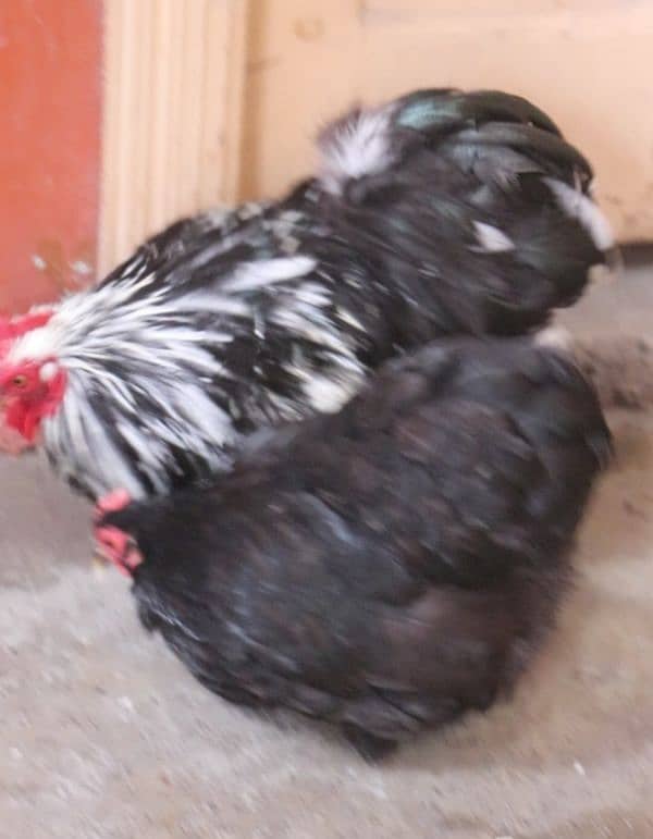 golden sebright molted bantem silkie breeder  available 9