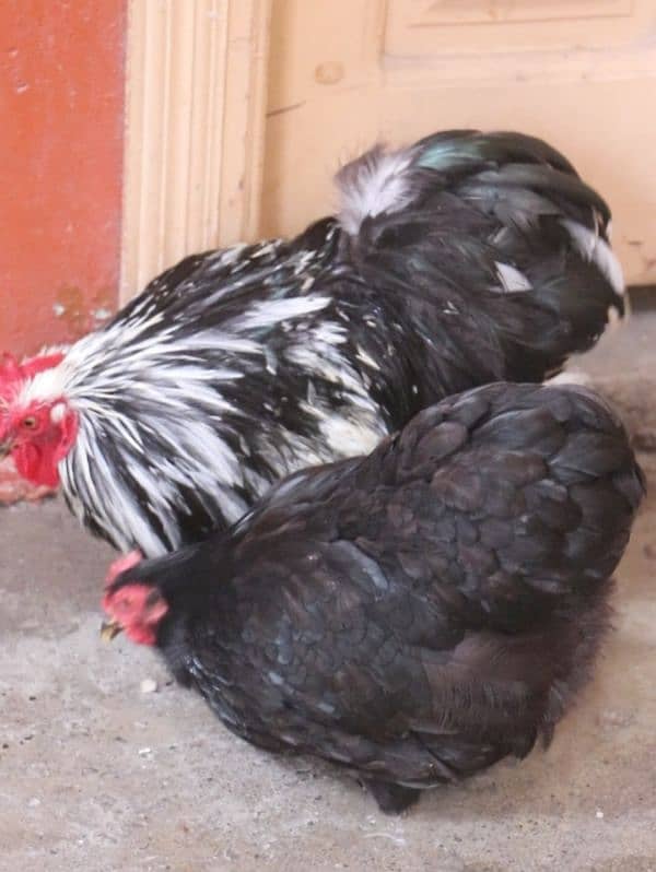 golden sebright molted bantem silkie breeder  available 10