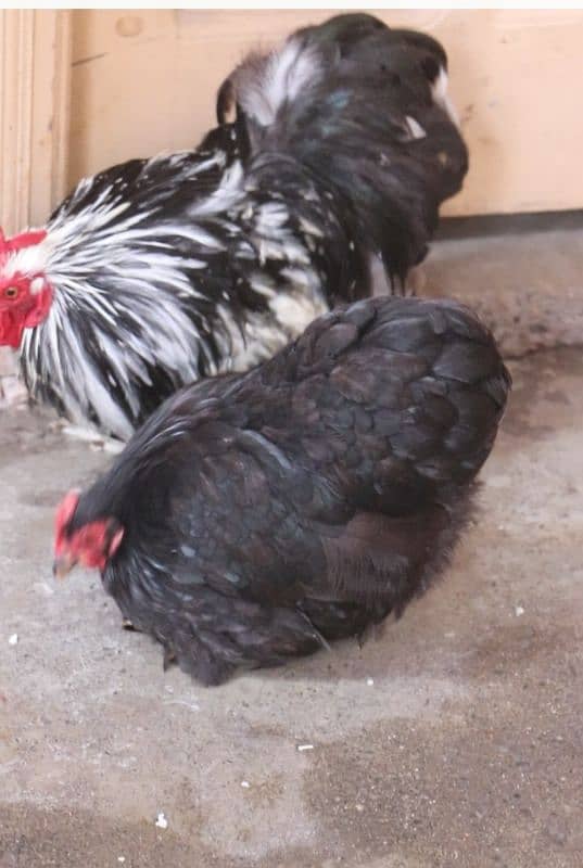 golden sebright molted bantem silkie breeder  available 11