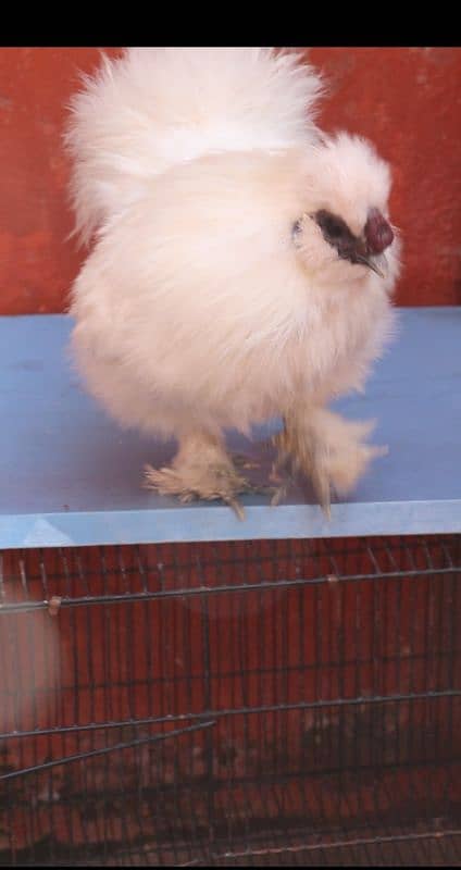 golden sebright molted bantem silkie breeder  available 12