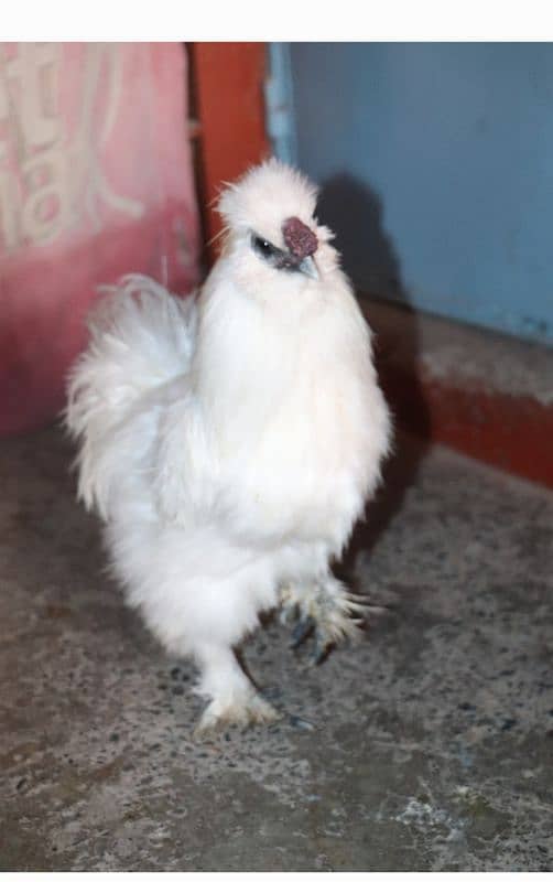 golden sebright molted bantem silkie breeder  available 13