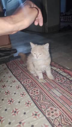 Persian cat