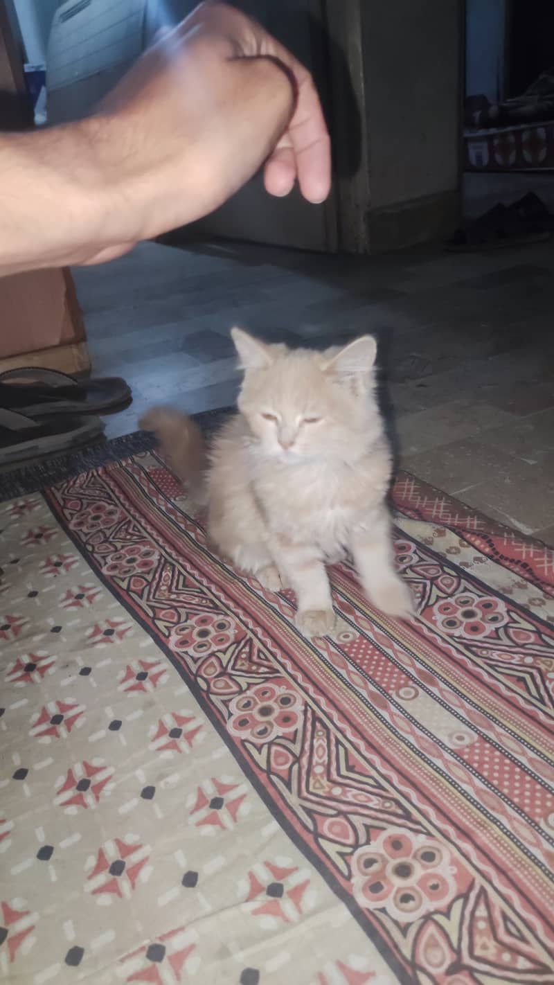 Persian cat 0