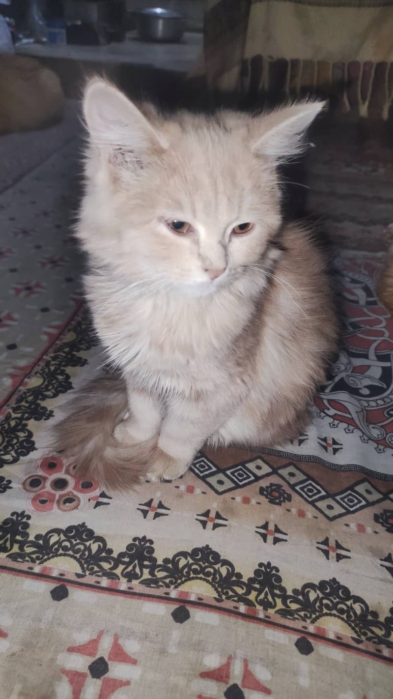 Persian cat 1