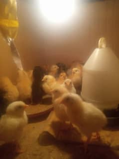 Desi chicks for  sale age 5 days healthy active total 35 chick