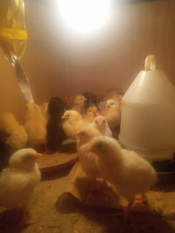 Desi chicks for  sale age 5 days healthy active total 35 chick 0