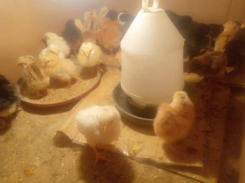 Desi chicks for  sale age 5 days healthy active total 35 chick 1