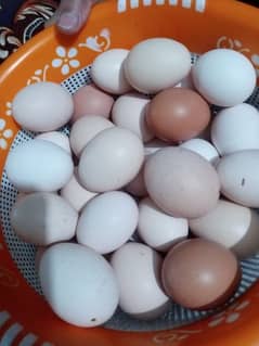 Desi Home Based Organic Eggs