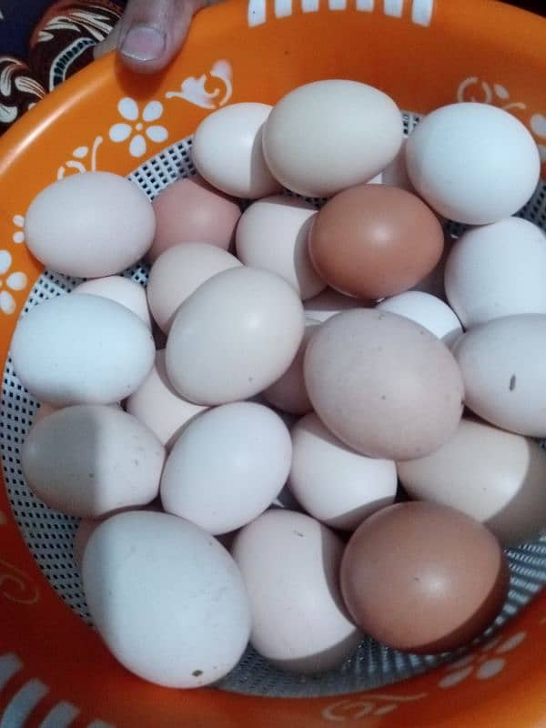 Desi Home Based Organic Eggs 0