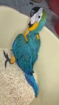 blue Macaw parrot cheeks for sale 0328=2972=552