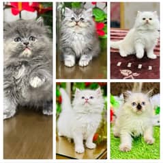 Persian Kittens | Punch Face | Triple Coated | Kittens | 03124188513