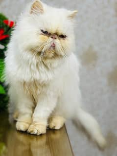 Persian Peki Female Cat| 03124188513