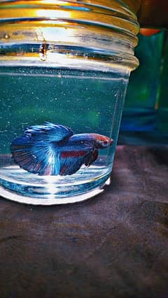 Betta male