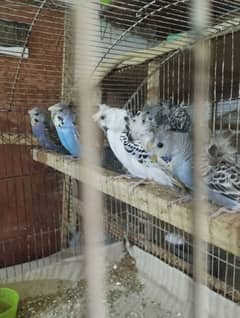 young hogoromo budgies ready to breed