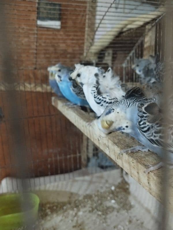 young hogoromo budgies ready to breed 1