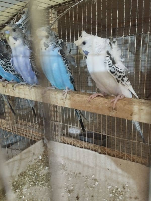 young hogoromo budgies ready to breed 2